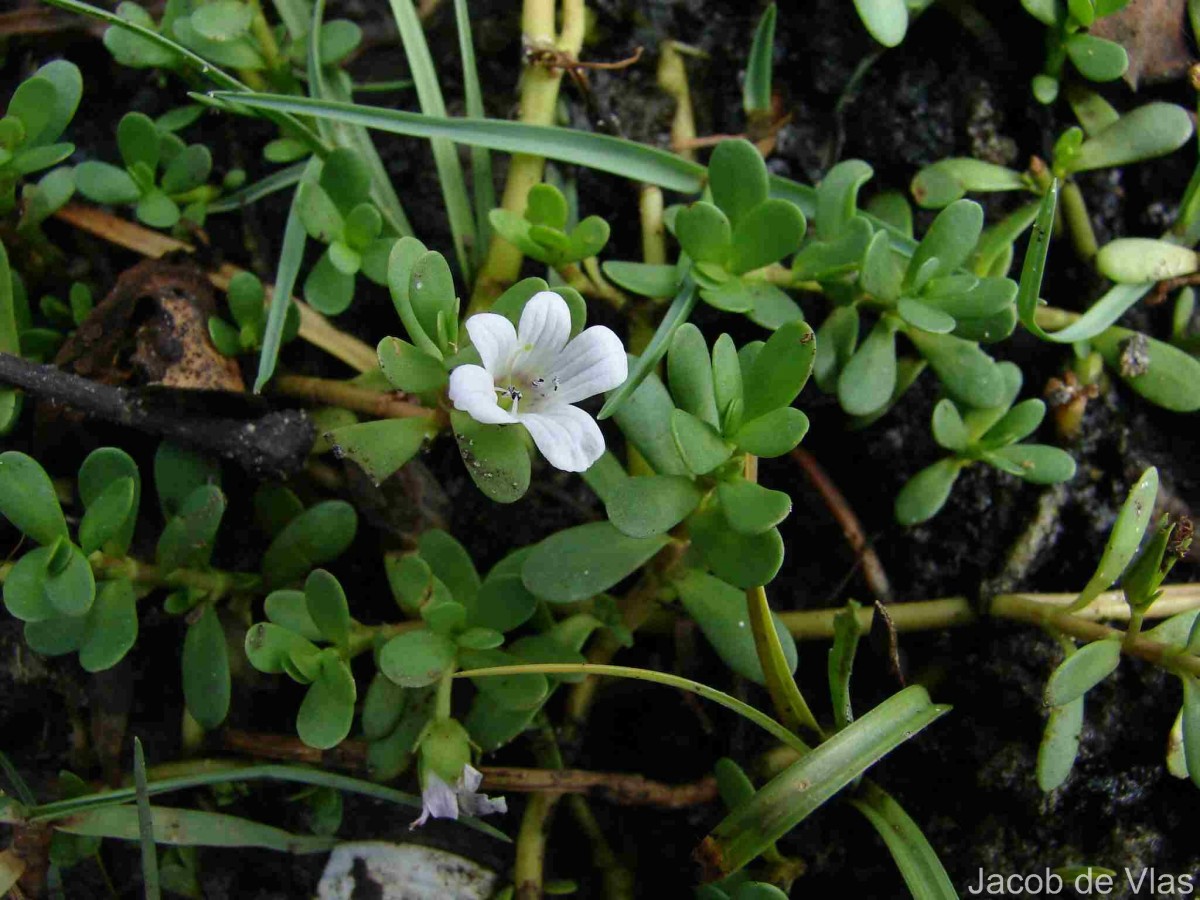 Bacopa monnieri (L.) Wettst.